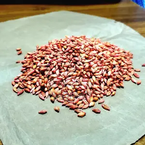 Treated Barley Seeds 001