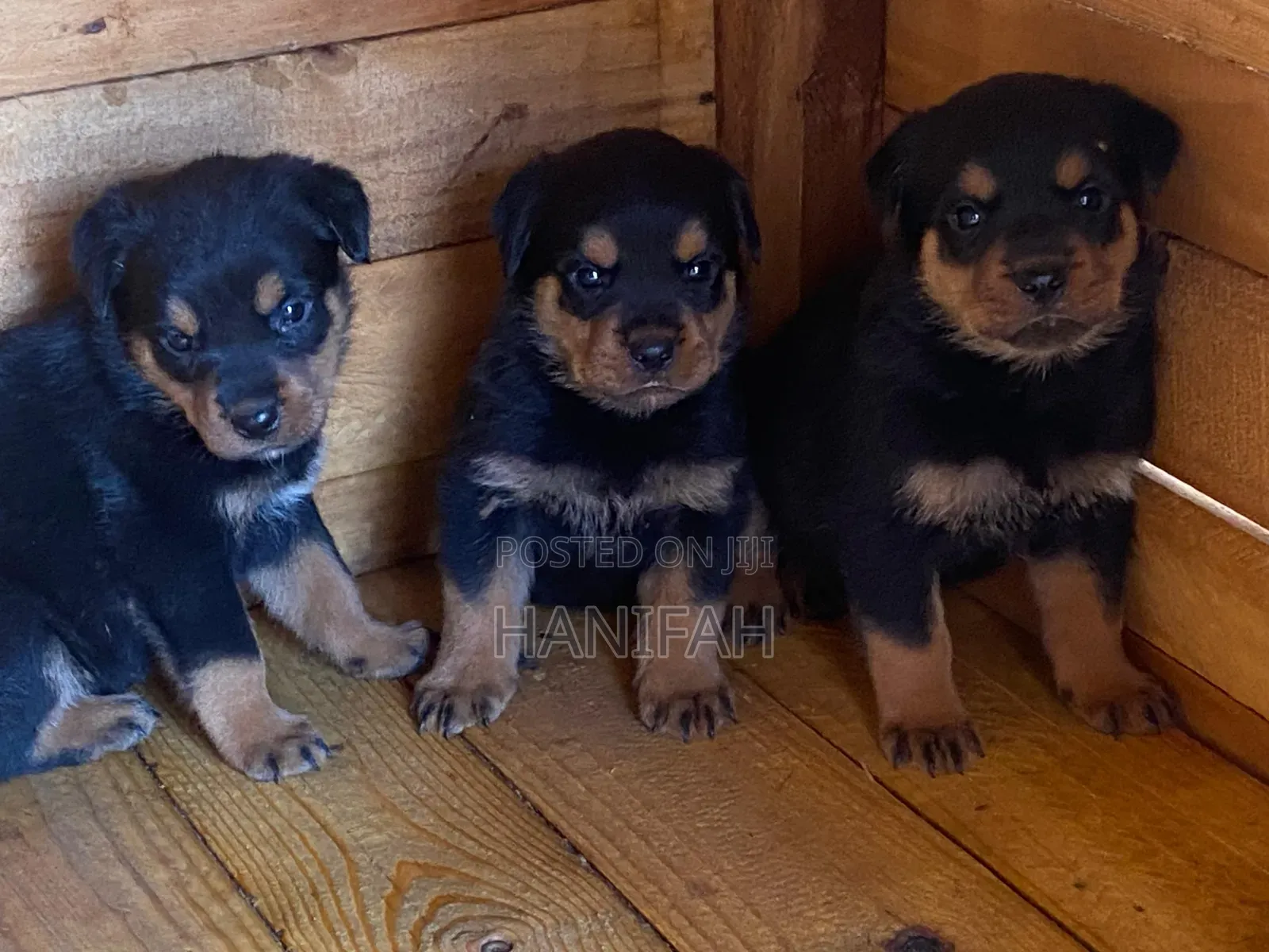 1-3 months Male Purebred Rottweiler