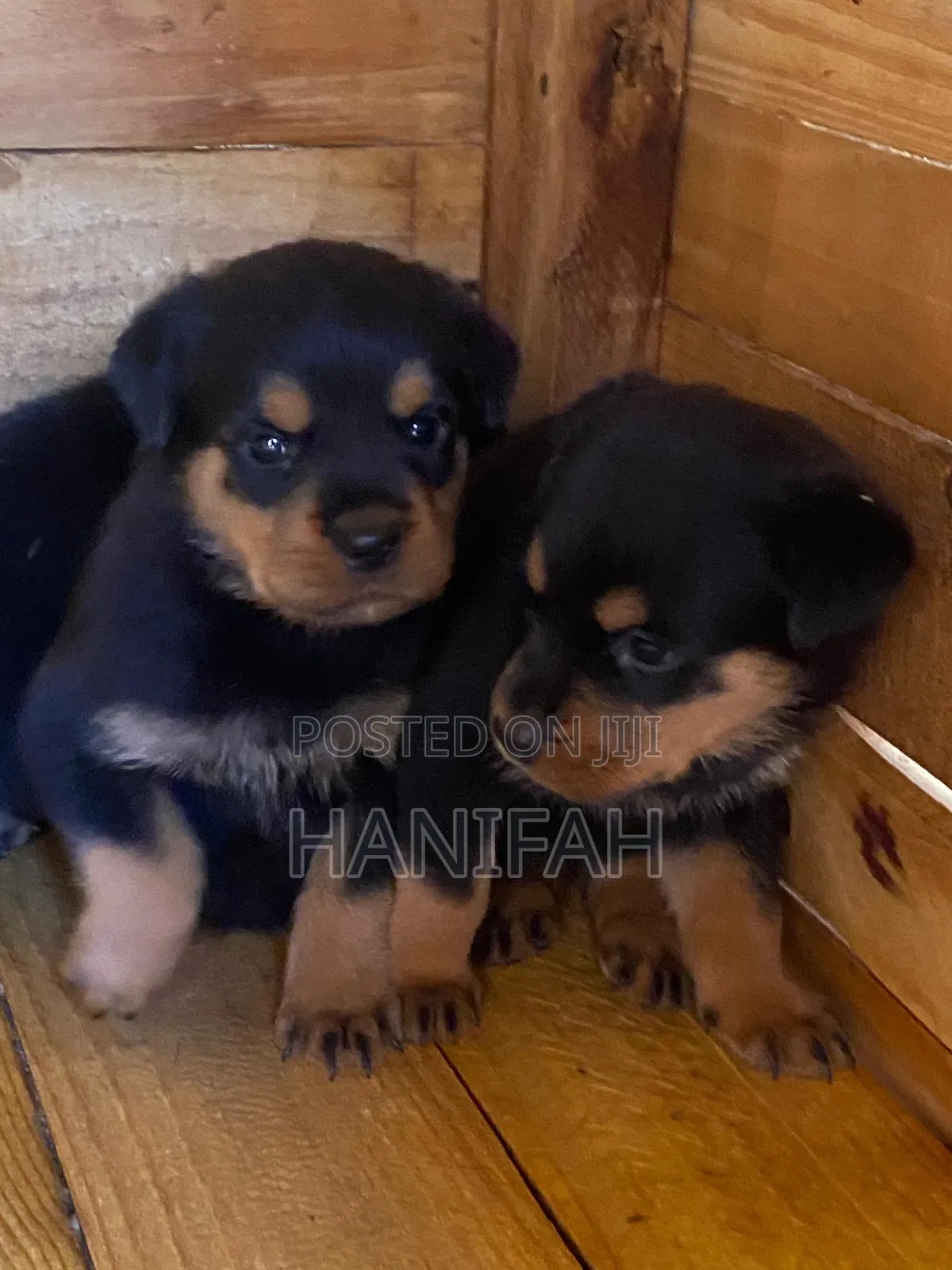 1-3 months Male Purebred Rottweiler