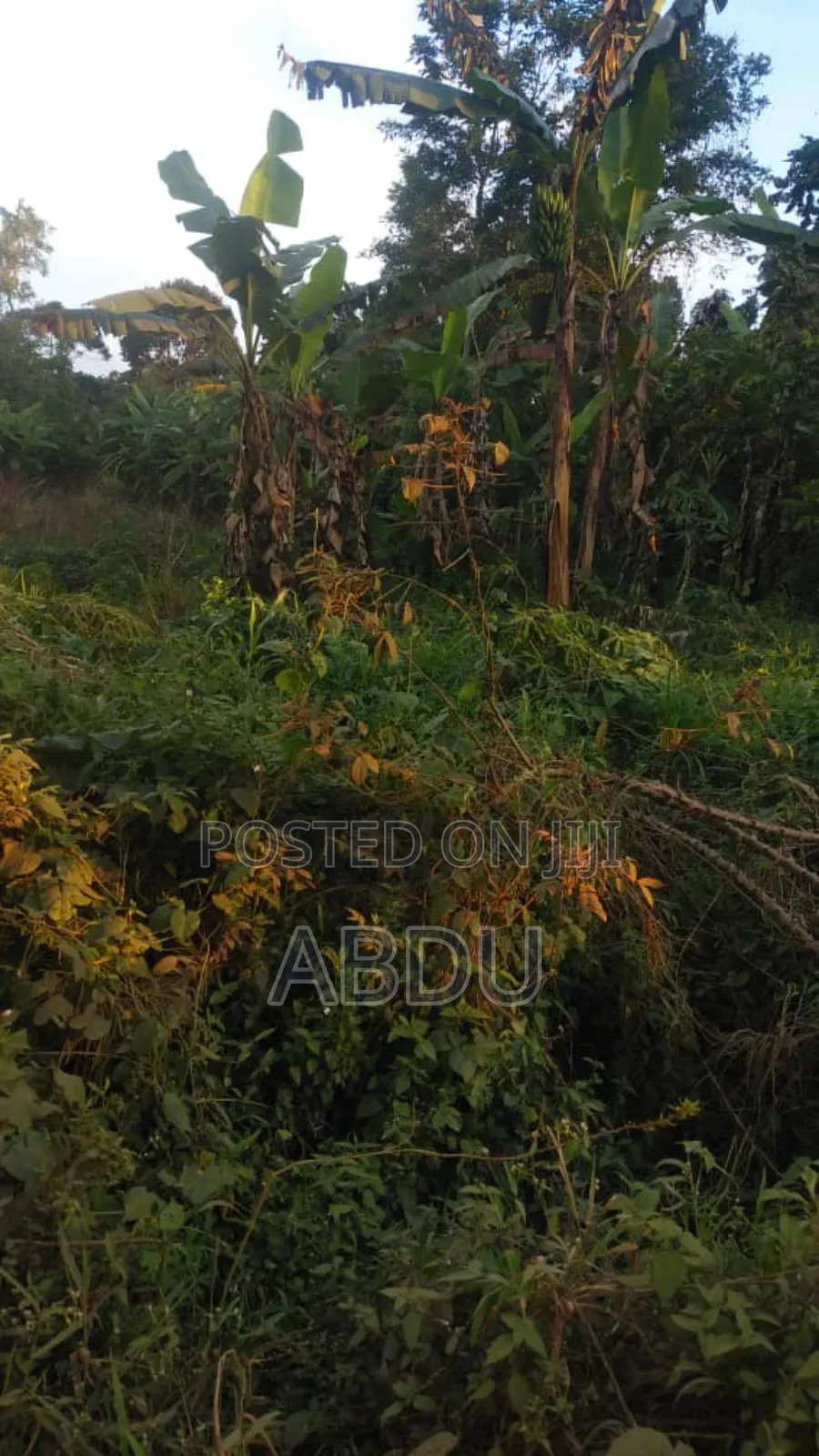 Land for Sale