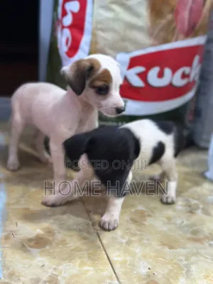 1-3 months Male Purebred Chihuahua