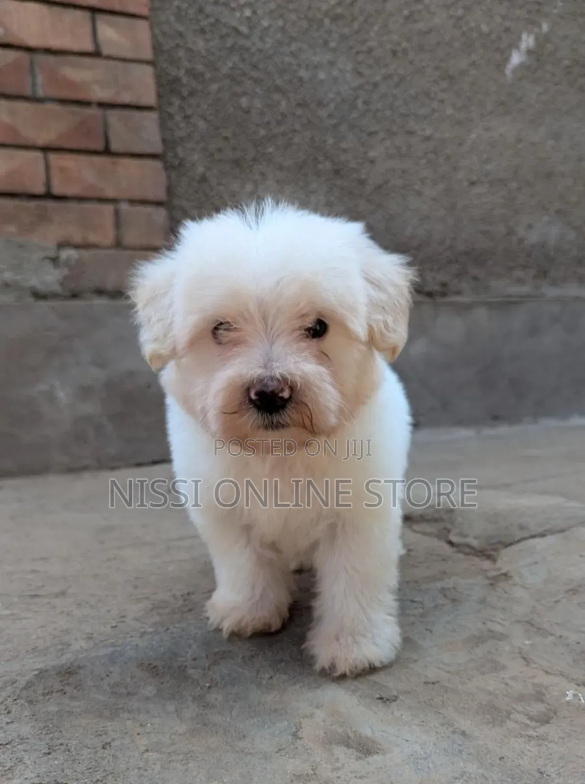 1-3 months Male Purebred Maltese