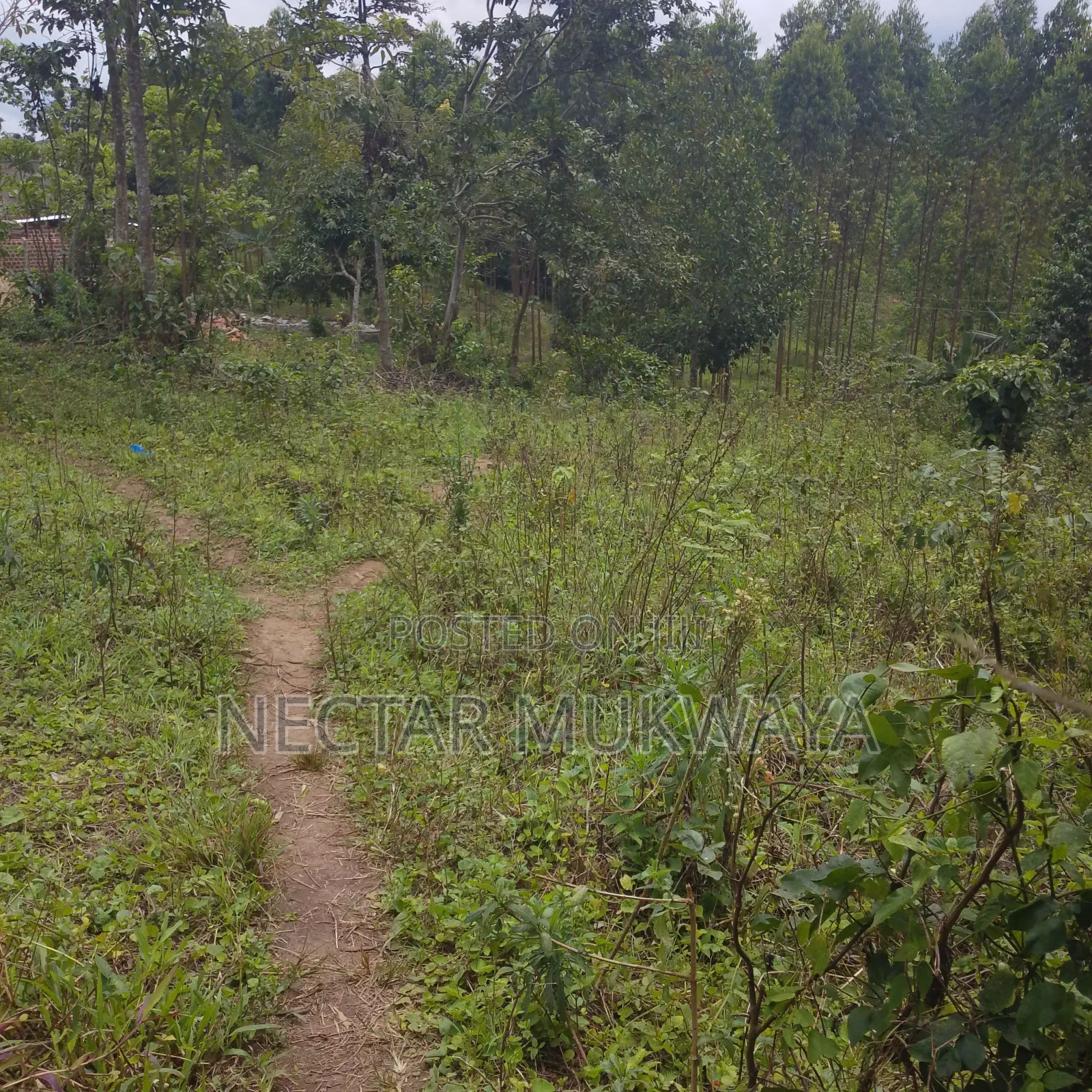 Land in Mukono 50 by 50