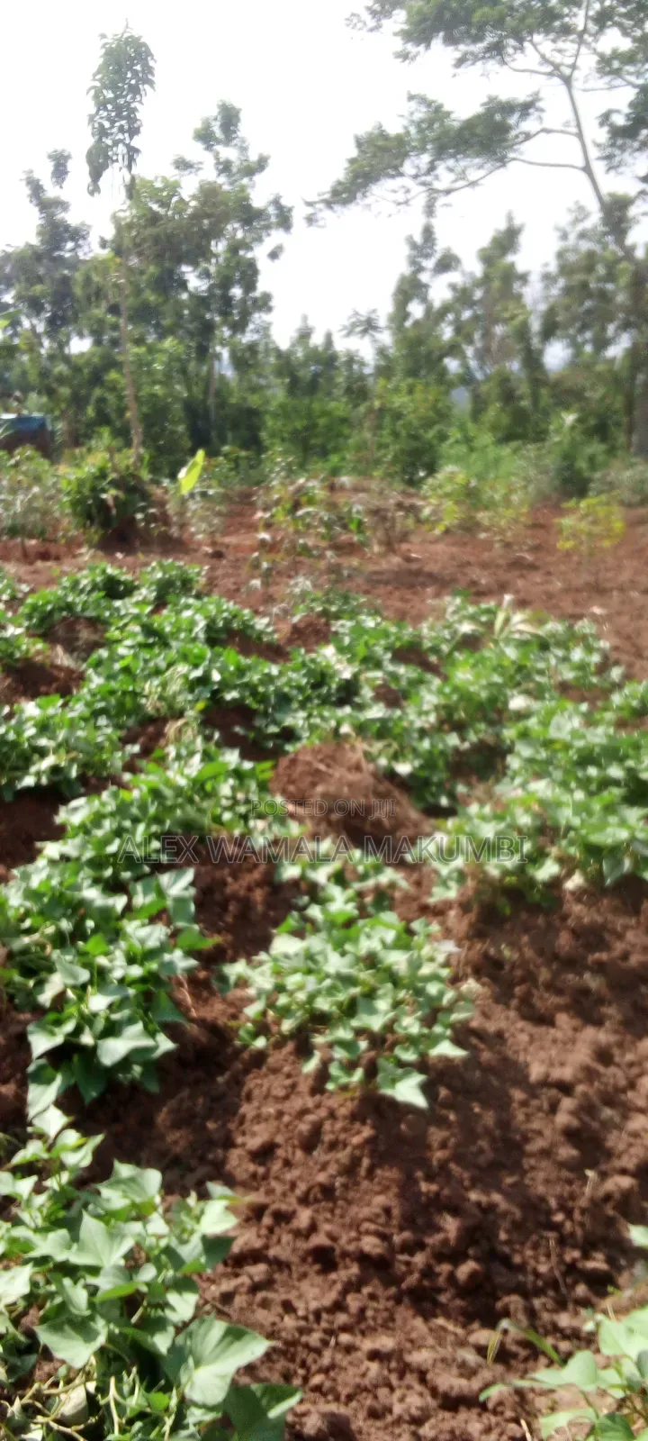 Plot at Mende 6m