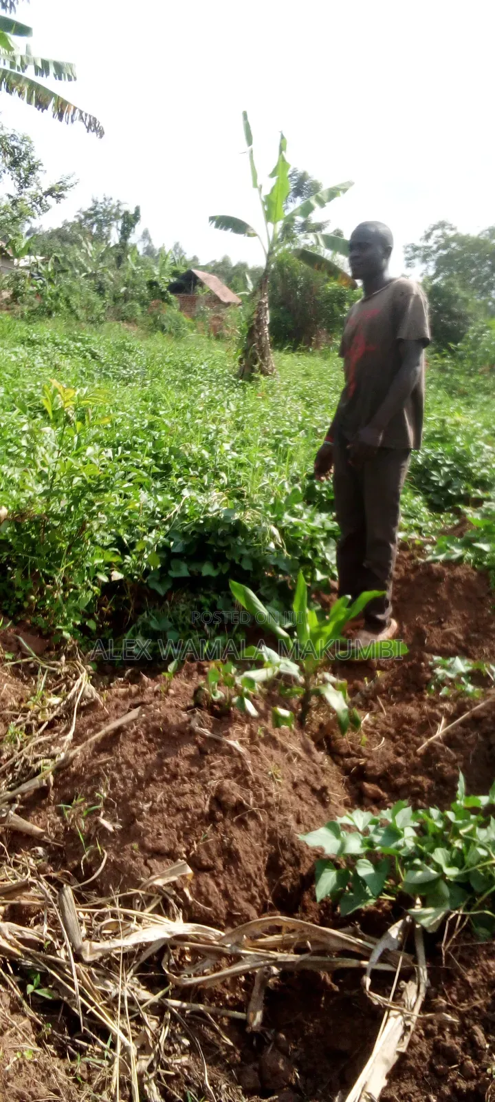 Plot at Mende 6m