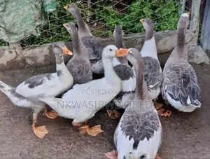Security Geese
