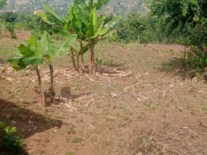 2 Acre at Mpigi Quick Sale Kabila Mpigi