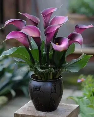 Simple Home Latest Flowers