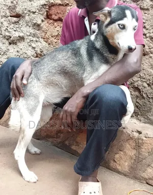 6-12 months Female Purebred Siberian Husky