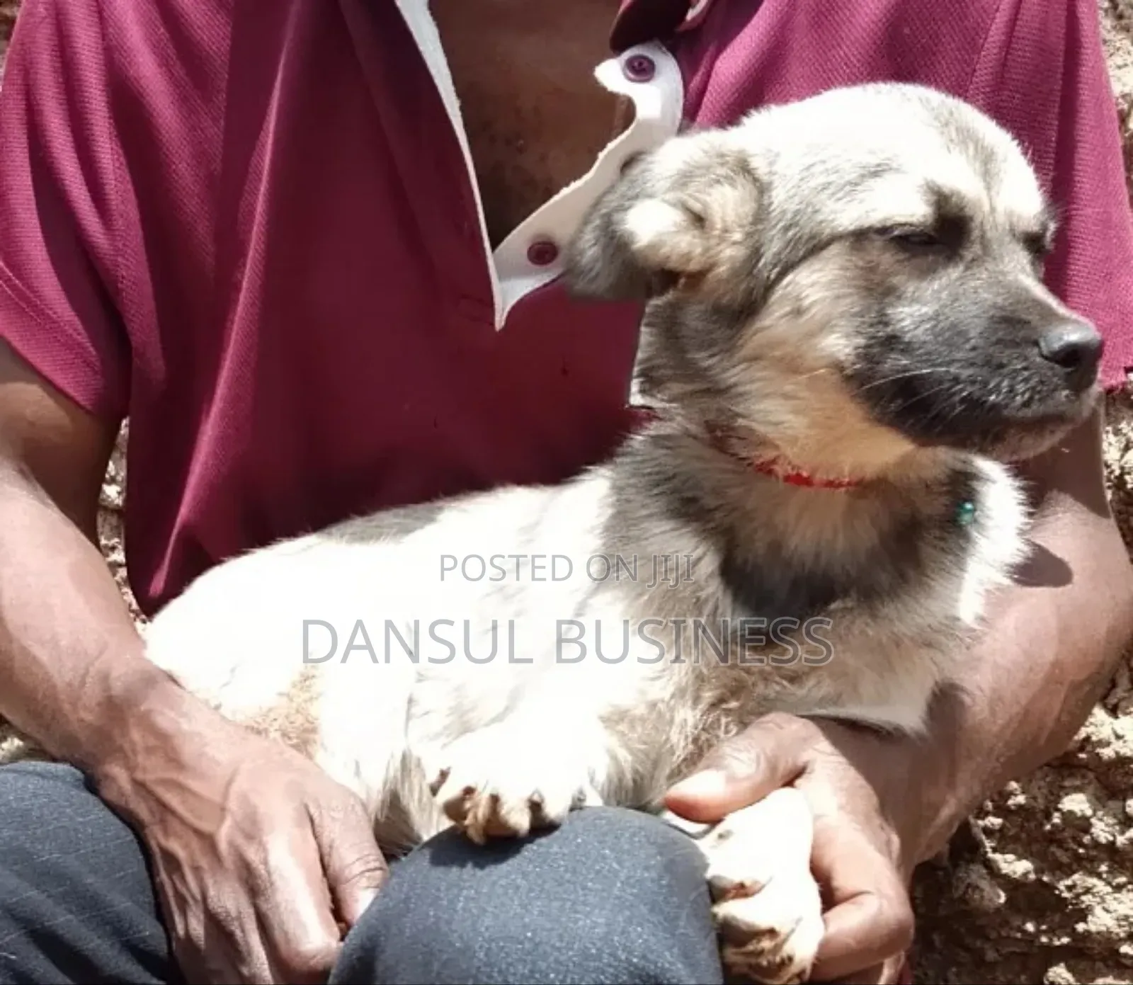 3-6 months Female Mixed Breed Siberian Husky