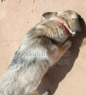 3-6 months Female Mixed Breed Siberian Husky