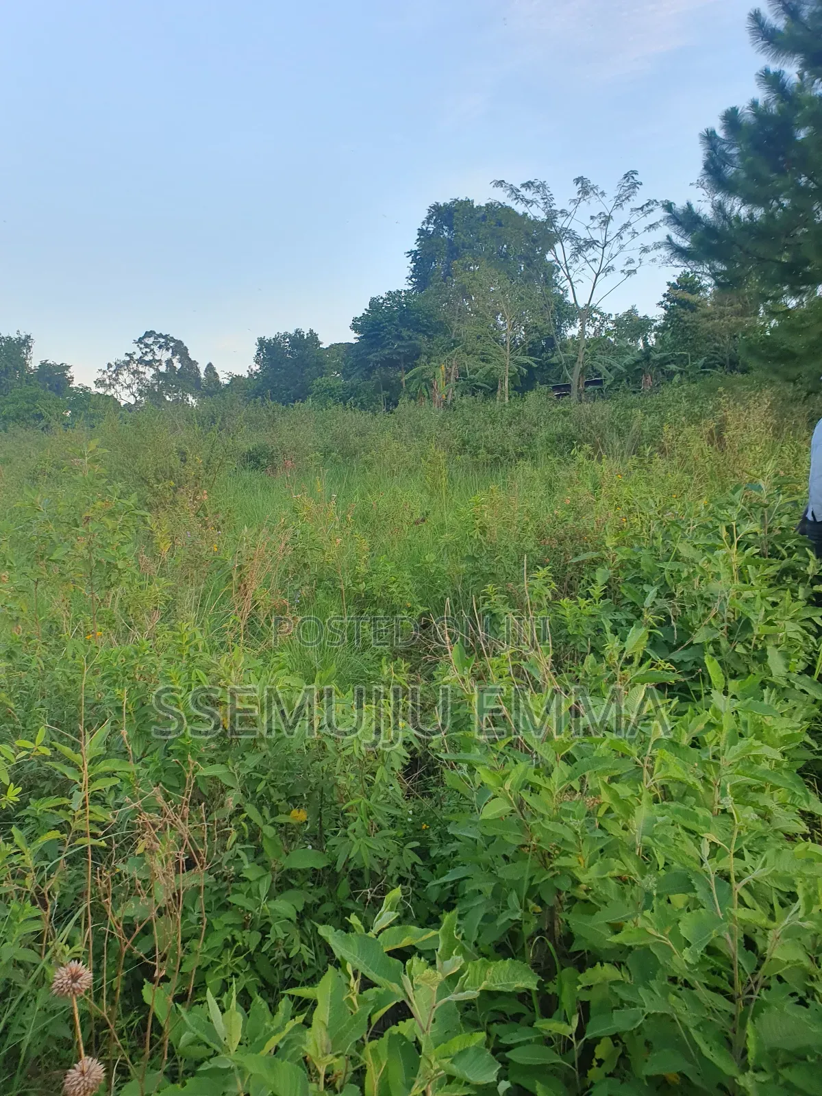 Plot for Sale in Kalangala