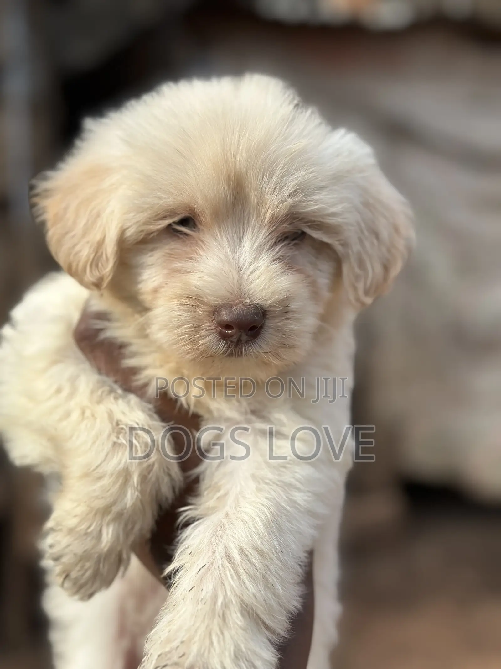 1-3 months Female Purebred Maltese