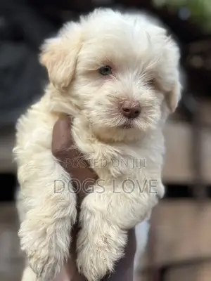 1-3 months Female Purebred Maltese