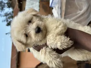 1-3 months Female Purebred Maltese