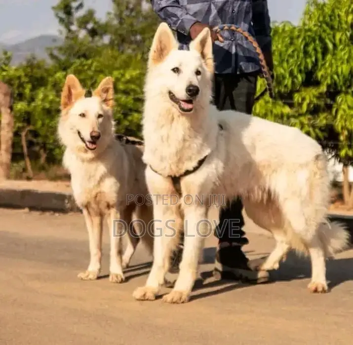 1-3 months Male Purebred White Shepherd