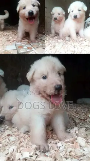 1-3 months Male Purebred White Shepherd