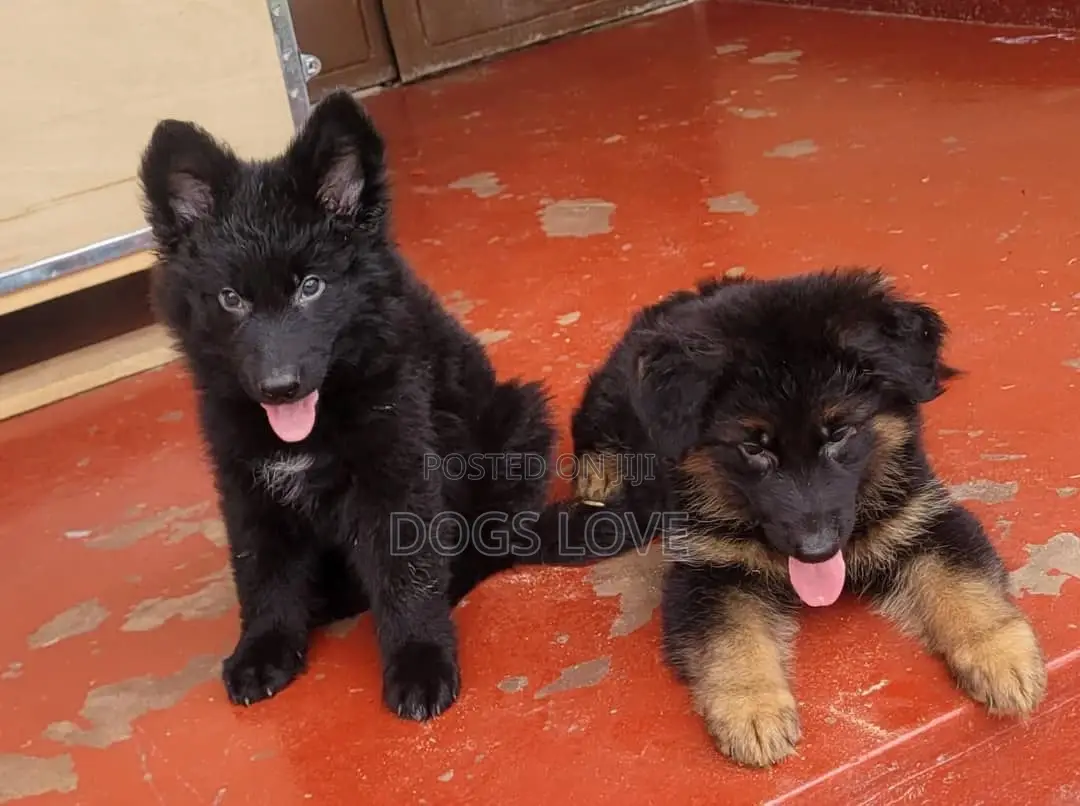 1-3 months Male Purebred German Shepherd