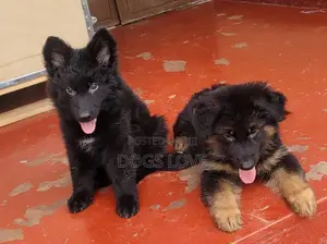 1-3 months Male Purebred German Shepherd