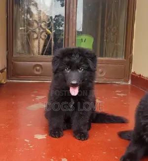 1-3 months Male Purebred German Shepherd