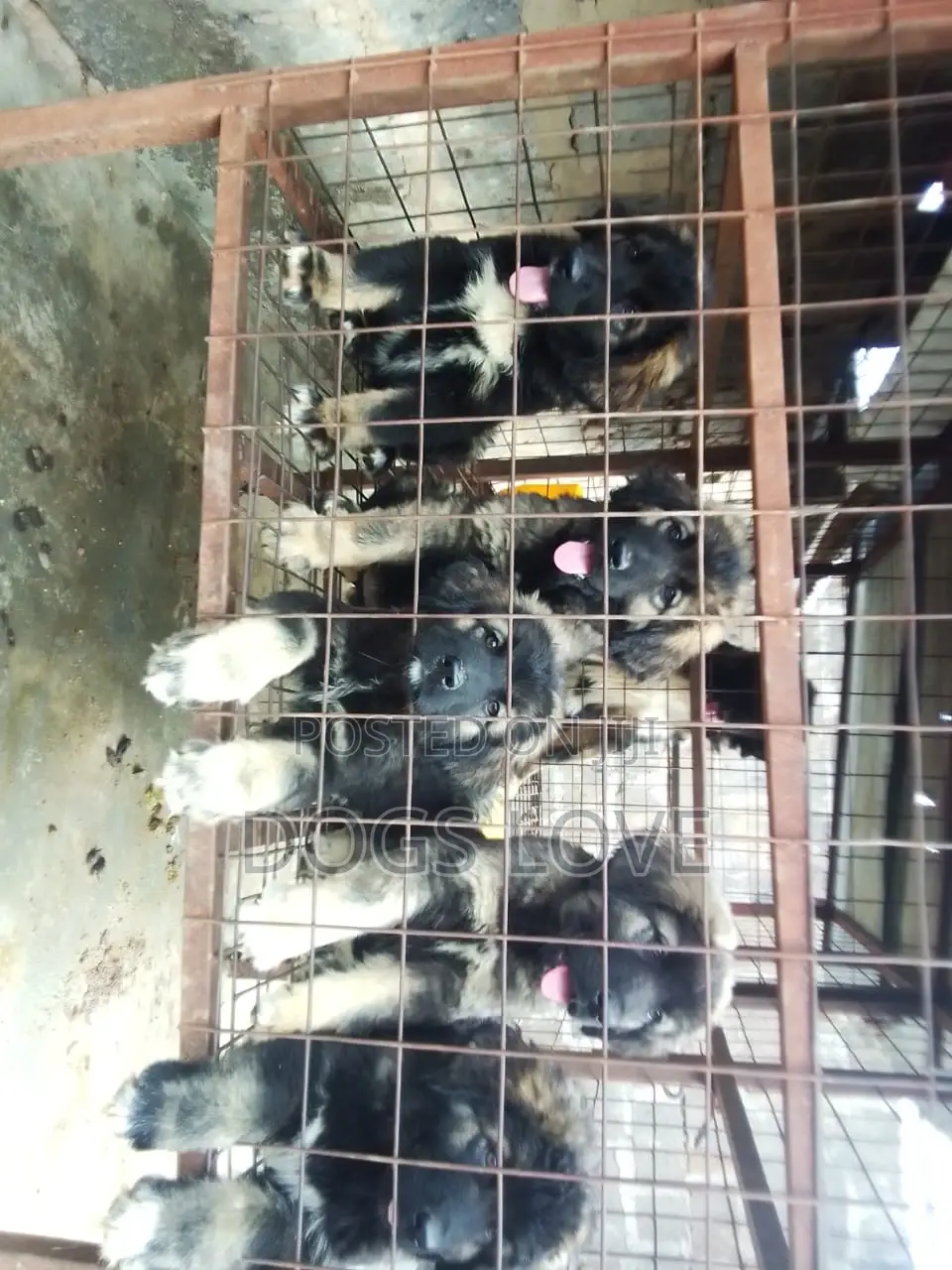 1-3 months Male Purebred Caucasian Shepherd