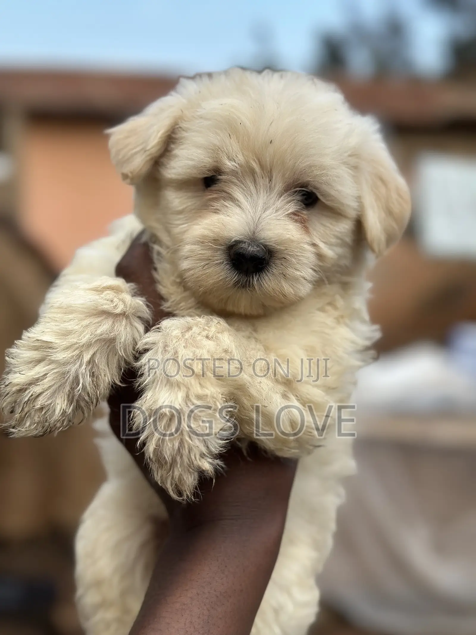 1-3 months Female Purebred Maltese