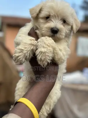 1-3 months Female Purebred Maltese