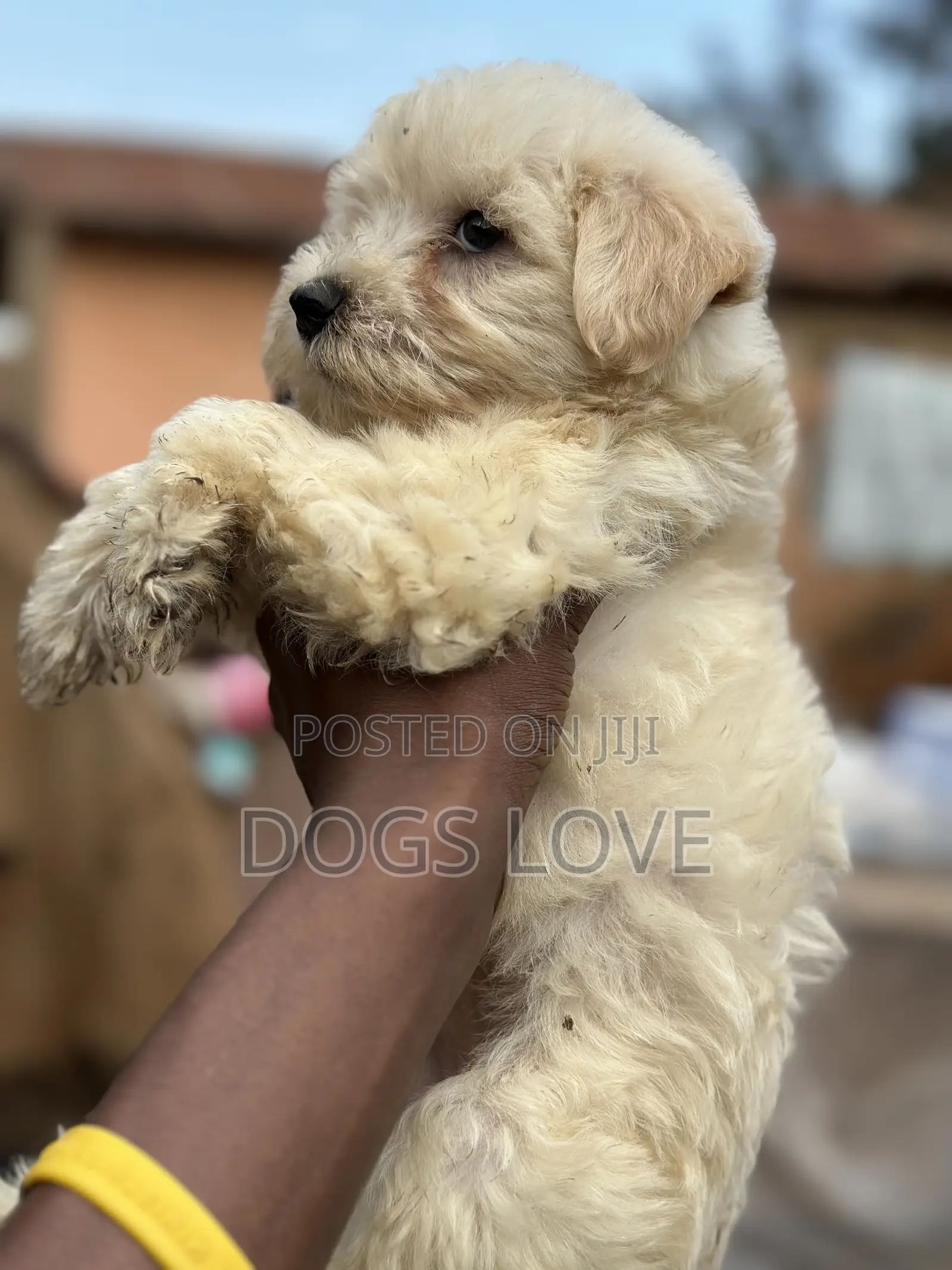 1-3 months Female Purebred Maltese
