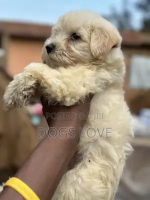 1-3 months Female Purebred Maltese