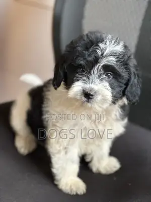 1-3 months Male Purebred Maltese