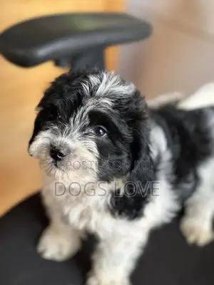 1-3 months Male Purebred Maltese