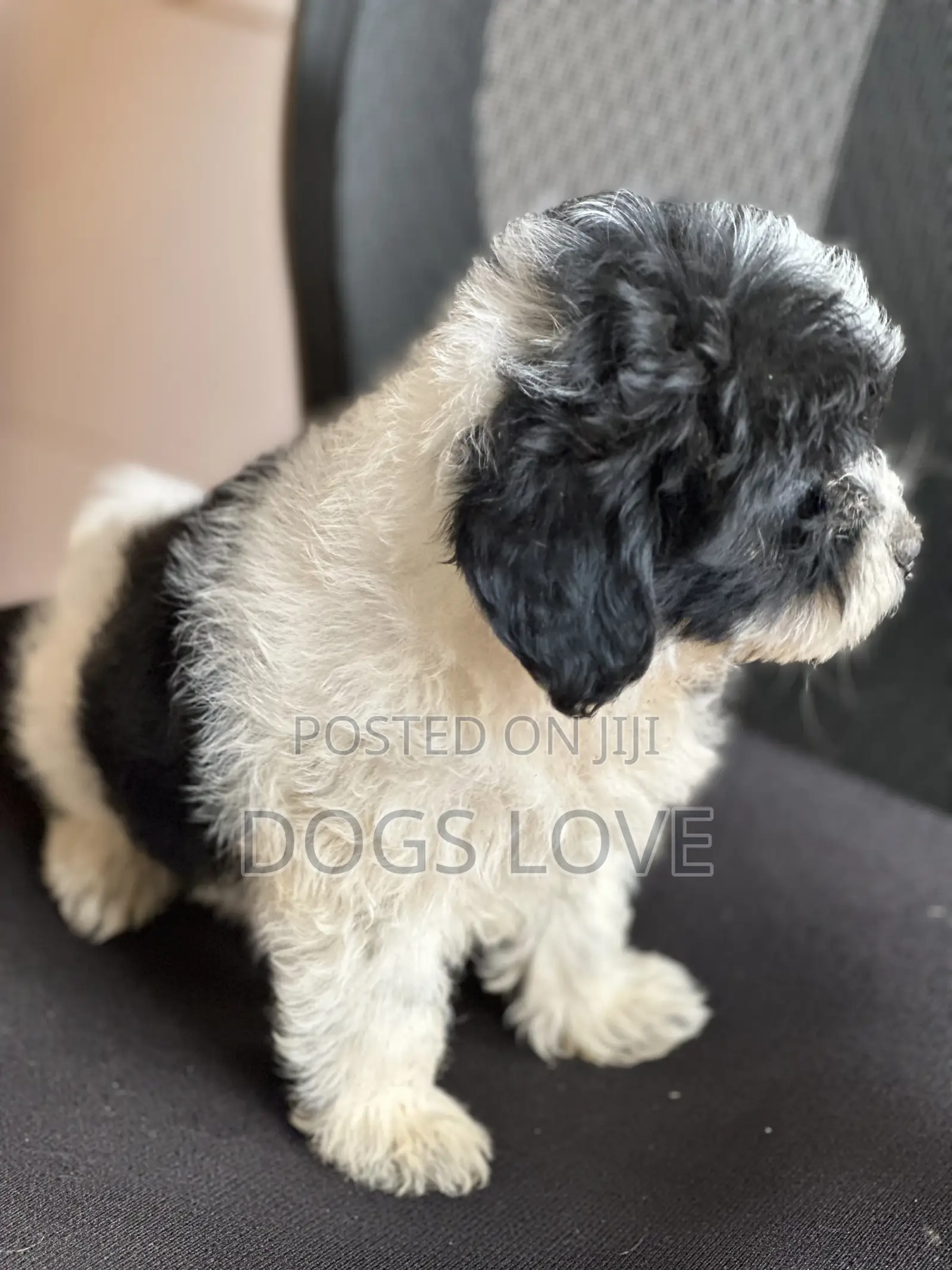 1-3 months Male Purebred Maltese