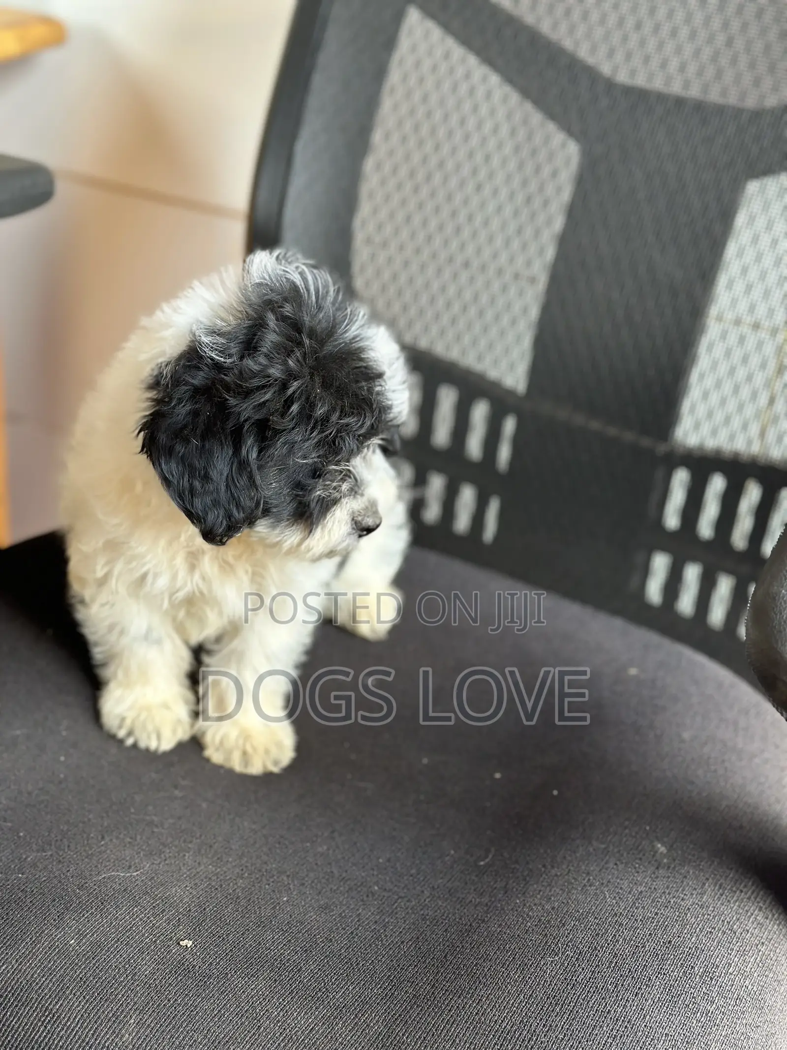 1-3 months Male Purebred Maltese