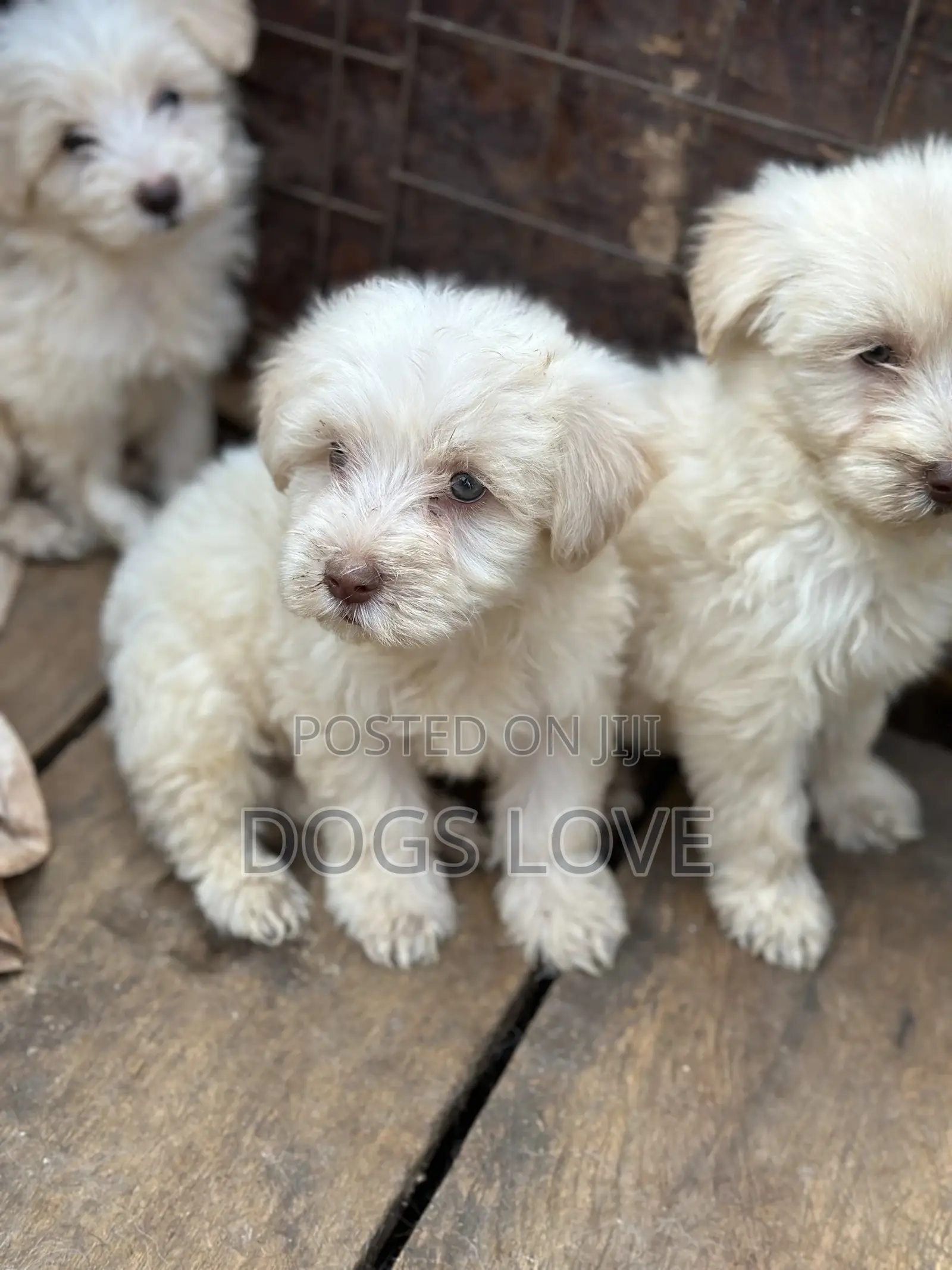 1-3 months Female Purebred Maltese