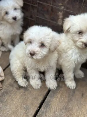 1-3 months Female Purebred Maltese