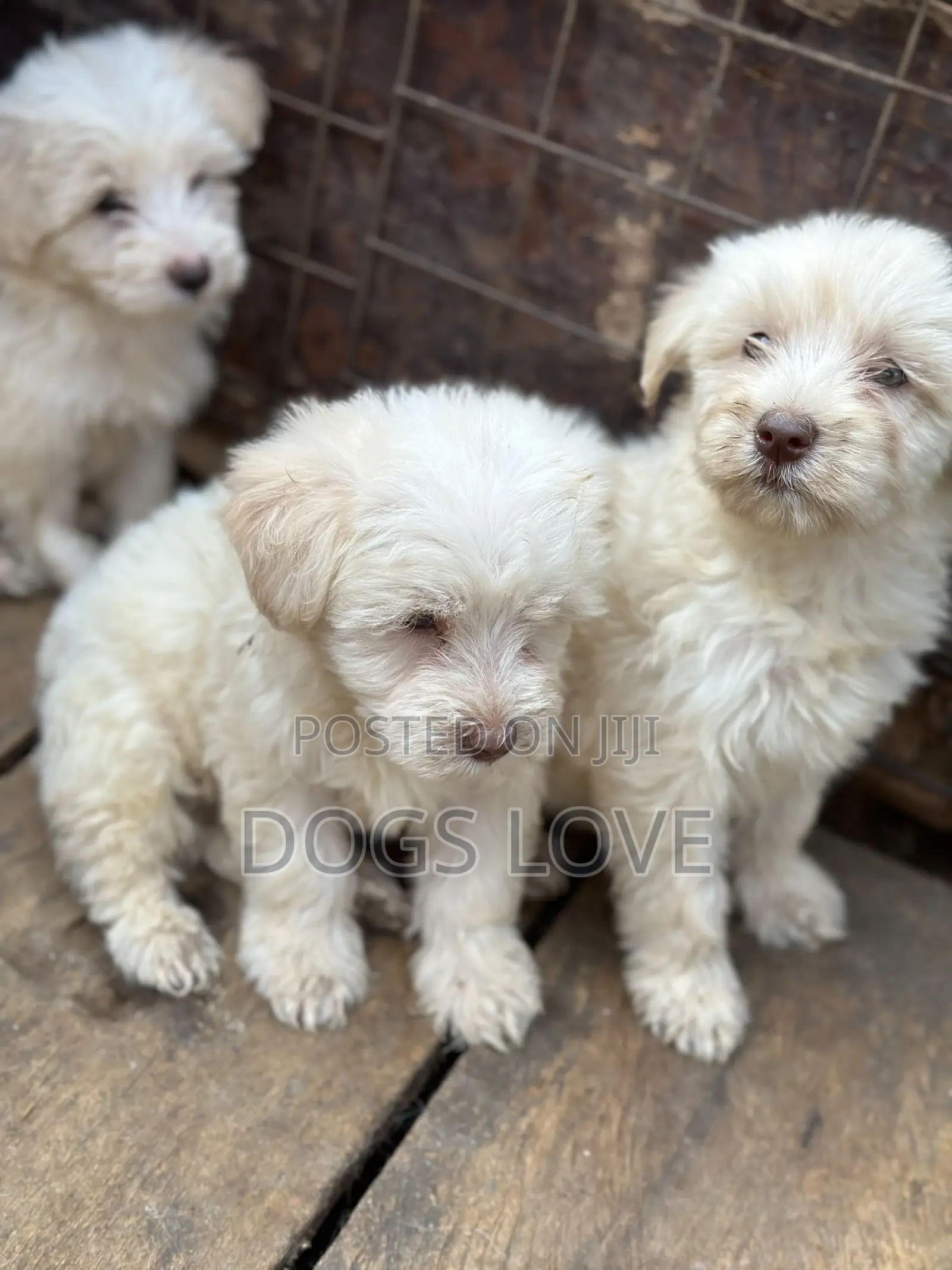 1-3 months Female Purebred Maltese
