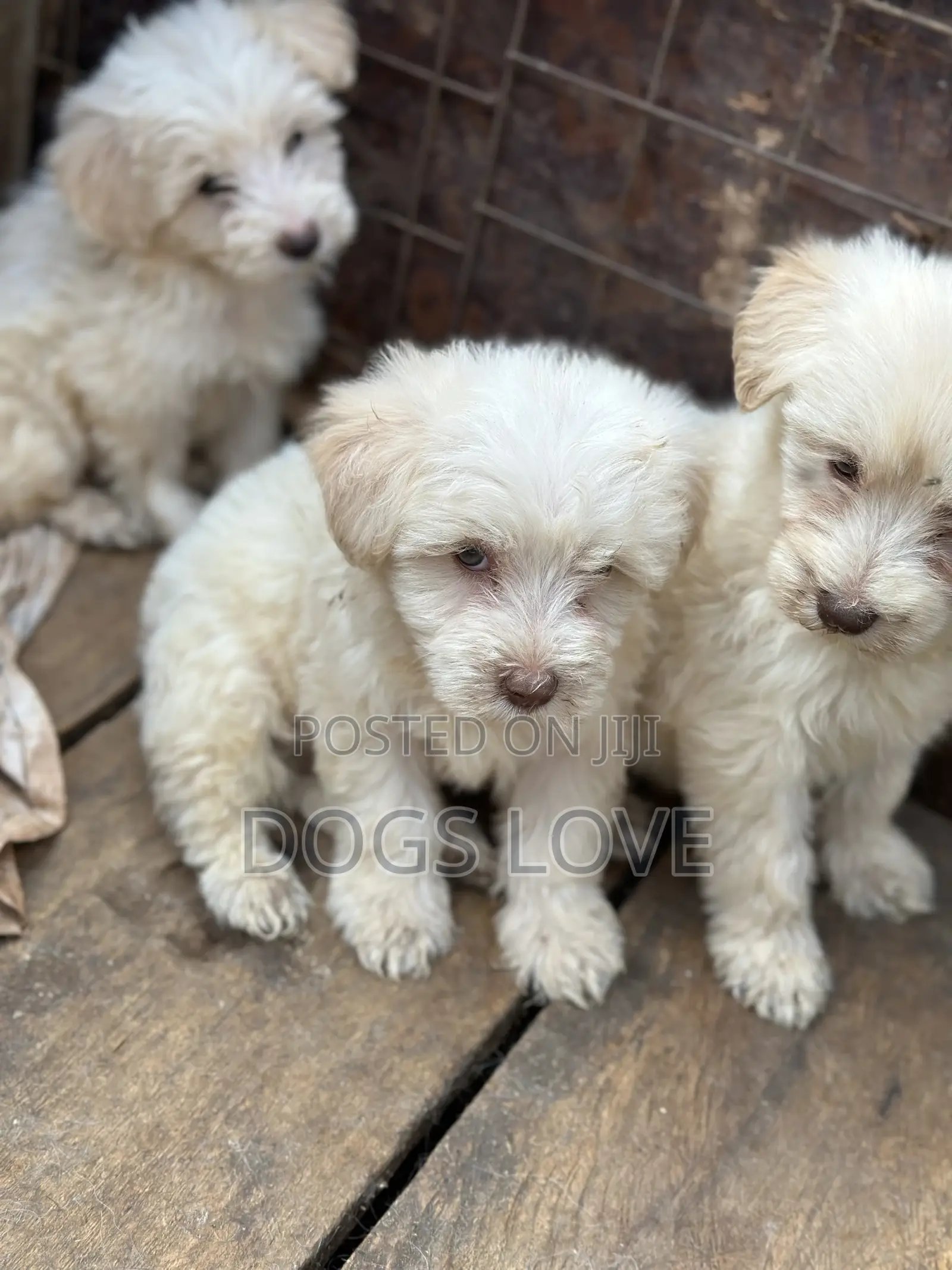 1-3 months Female Purebred Maltese