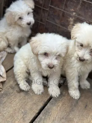 1-3 months Female Purebred Maltese