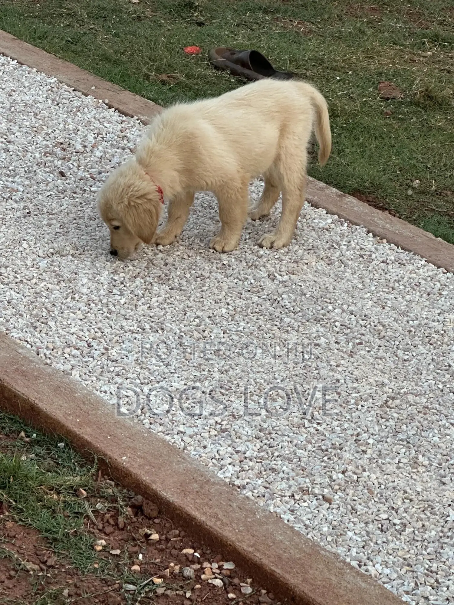 1-3 months Female Purebred Golden Retriever