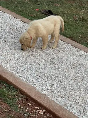 1-3 months Female Purebred Golden Retriever