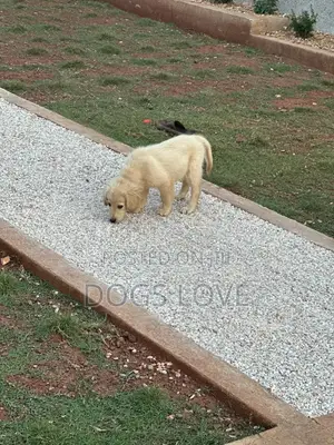 1-3 months Female Purebred Golden Retriever