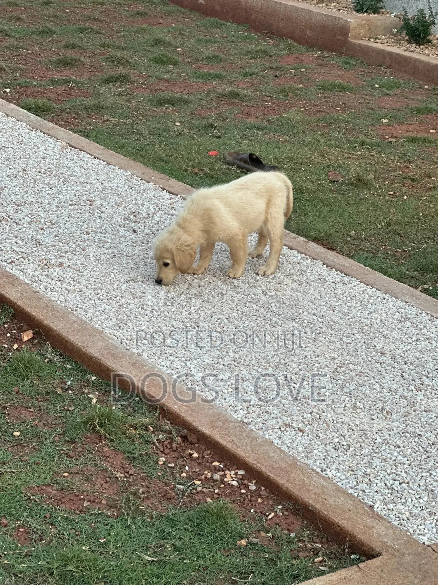 1-3 months Female Purebred Golden Retriever