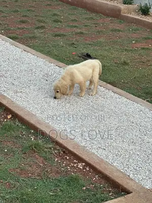 1-3 months Female Purebred Golden Retriever
