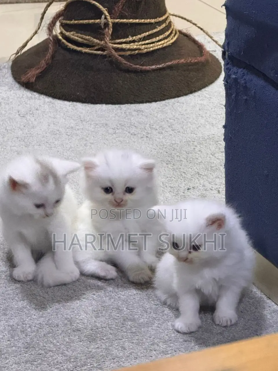 1-3 months Male Purebred Persian