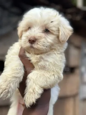 1-3 months Male Purebred Maltese
