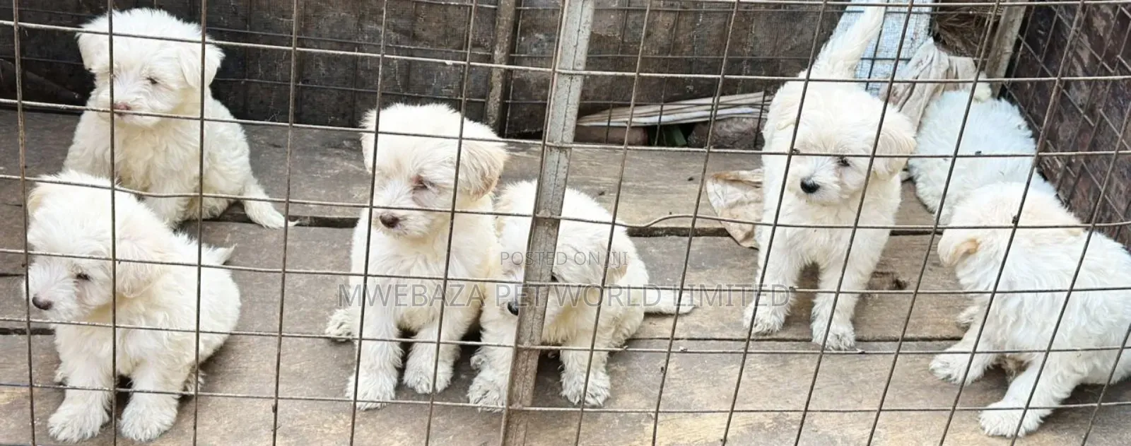 1-3 months Male Purebred Maltese