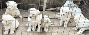1-3 months Male Purebred Maltese