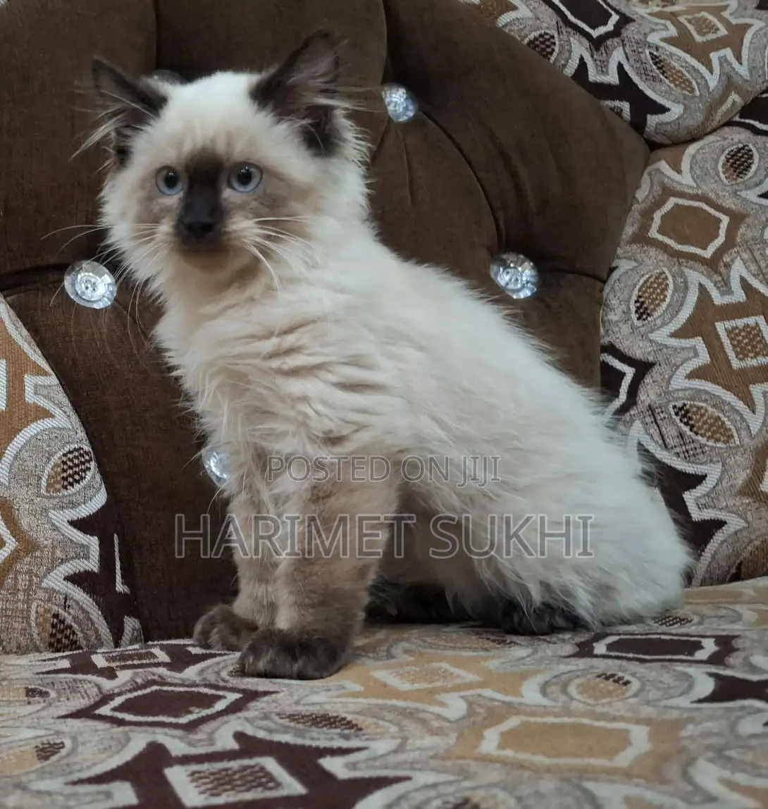 3-6 months Male Purebred Siamese