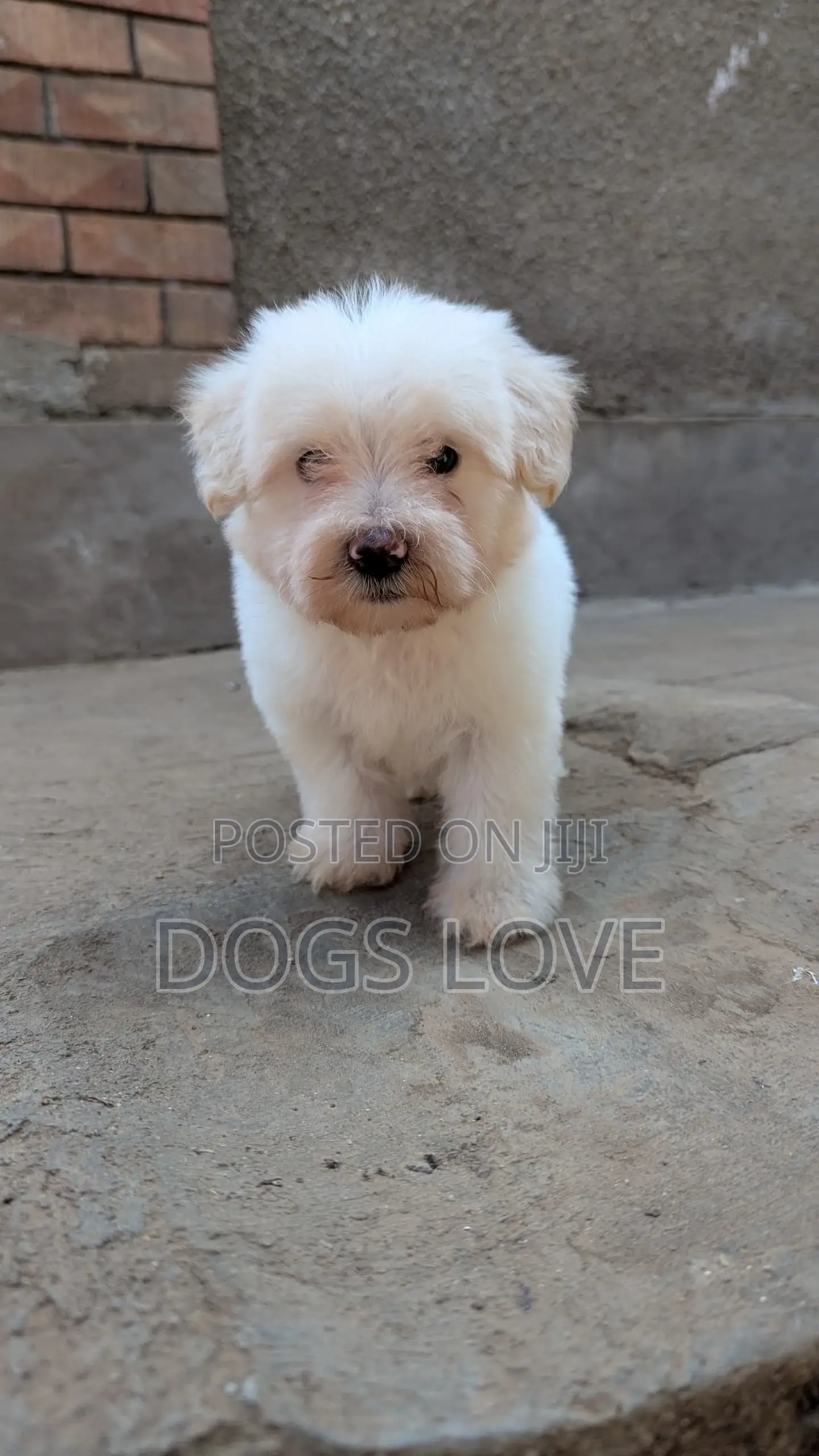 1-3 months Female Purebred Maltese