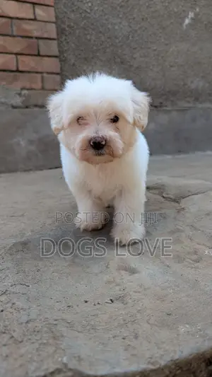 1-3 months Female Purebred Maltese